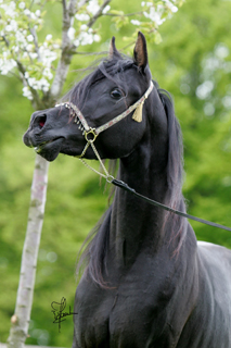 Shakeil Juni 2010